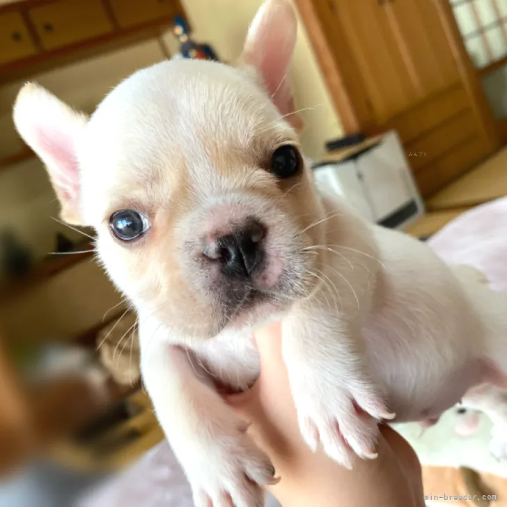 ID：2310-06183の子犬