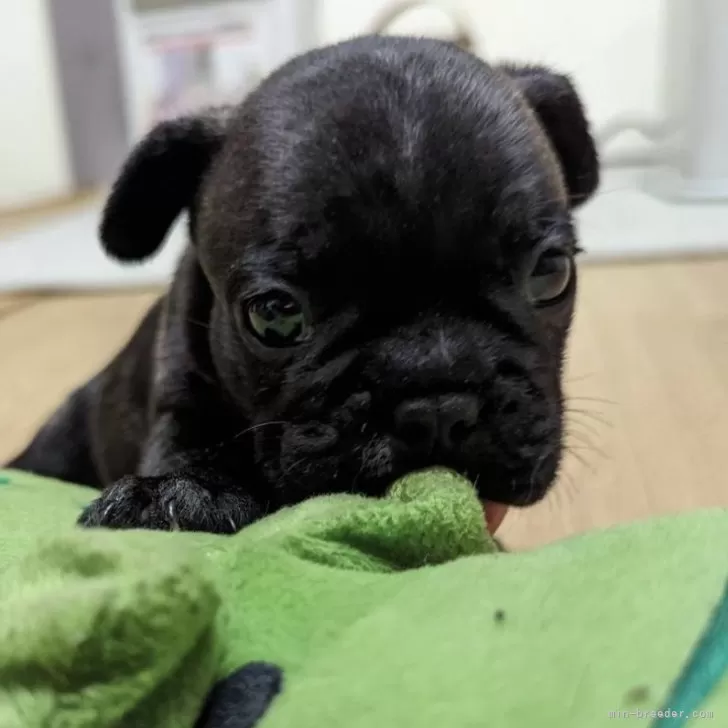 ID:2405-05175の子犬