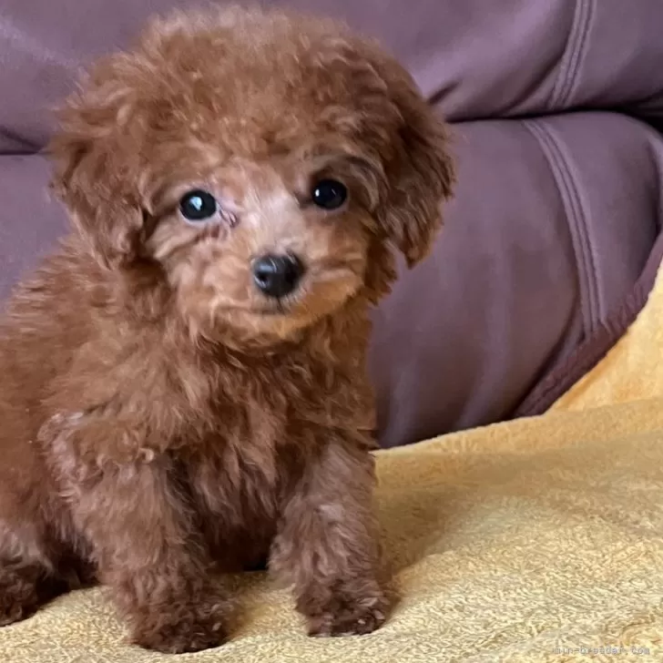 タイニープードル【熊本県・女の子・2025年9月5日・レッド】の写真1