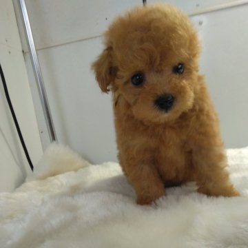 トイプードル(タイニー)【熊本県・女の子・2025年1月25日・アプリコット】の写真「可愛い女の子」