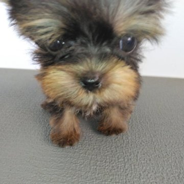 ヨークシャーテリア【熊本県・女の子・2024年9月14日・スティールブルータン】の写真「マイクロサイズの可愛い女の子」