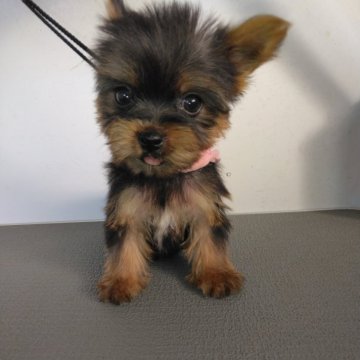 ヨークシャーテリア【熊本県・女の子・2024年9月14日・スティールブルータン】の写真「小さい女の子」