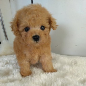 トイプードル(タイニー)【熊本県・男の子・2025年1月25日・アプリコット】の写真「小さく可愛い男の子」