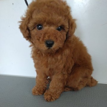 トイプードル(トイ)【熊本県・男の子・2025年1月25日・レッド】の写真「モフモフ、爆毛の男の子」