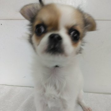 チワワ(ロング)【熊本県・男の子・2024年9月2日・パーティー】の写真「小柄ですが、とっても元気です。」