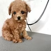 タイニープードル