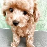 タイニープードル