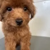 タイニープードル