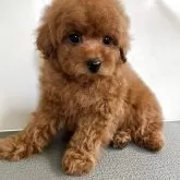 タイニープードル