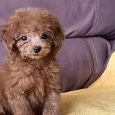 タイニープードル【熊本県・女の子・2025年9月5日・レッド】の写真2