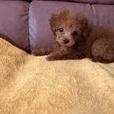 タイニープードル【熊本県・女の子・2025年9月5日・レッド】の写真5