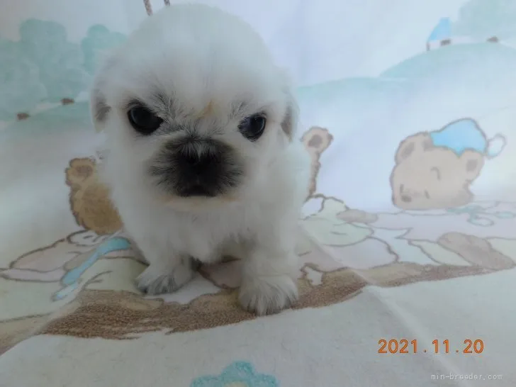 ID：2111-02873の子犬