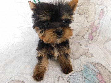 ヨークシャーテリア【熊本県・男の子・2020年11月8日・スティールブルータン】の写真「極小の男の子です。」