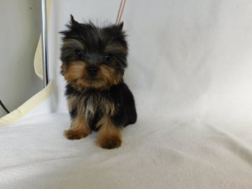 ヨークシャーテリア【熊本県・男の子・2021年10月21日・スティールブルータン】の写真「可愛い男の子」