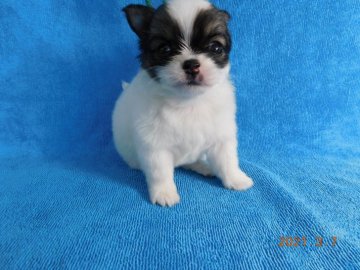 チワワ(ロング)【熊本県・女の子・2021年1月26日・ホワイト&セーブル】の写真「元気で可愛い女の子」