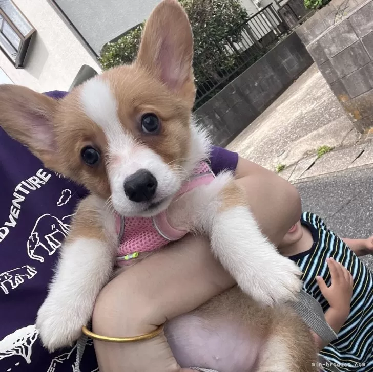 ID：2504-03110の子犬