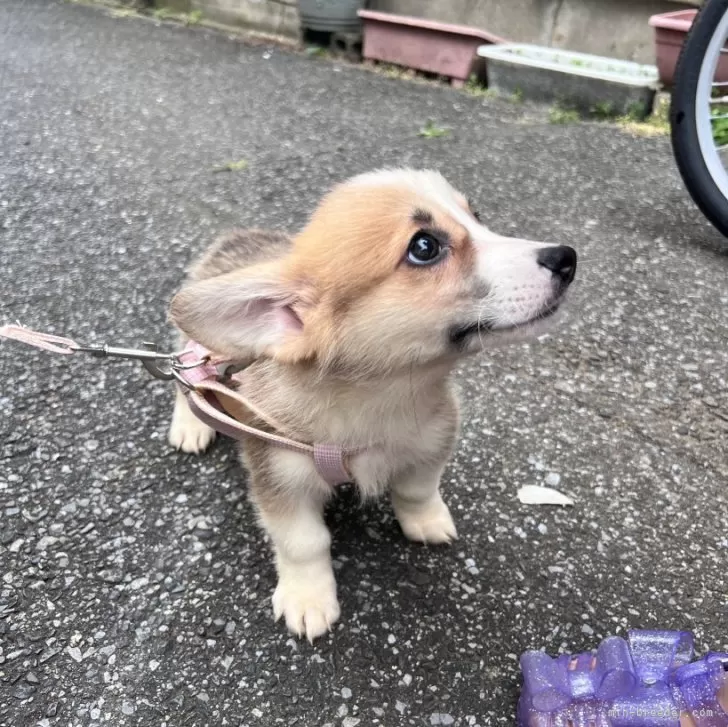 ID:2506-04508の子犬