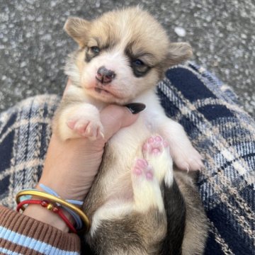 ウェルシュ・コーギー・ペンブローク【千葉県・女の子・2025年10月12日・ホワイト&ブラック】の写真「尻尾あり」