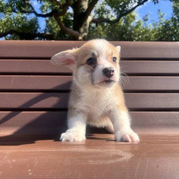 ウェルシュ・コーギー・ペンブローク【千葉県・女の子・2025年9月25日・ホワイト&レッド】の写真「尻尾あり」