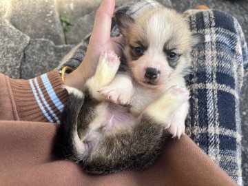 ウェルシュ・コーギー・ペンブローク【千葉県・女の子・2025年10月12日・ホワイト&ブラック】の写真「尻尾あり」