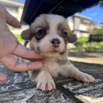 ウェルシュ・コーギー・ペンブローク【千葉県・女の子・2025年9月25日・ホワイト&レッド】の写真「尻尾あり」