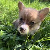 ウェルシュ・コーギー・ペンブローク