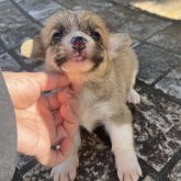 ウェルシュ・コーギー・ペンブローク