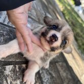 ウェルシュ・コーギー・ペンブローク