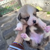 ウェルシュ・コーギー・ペンブローク