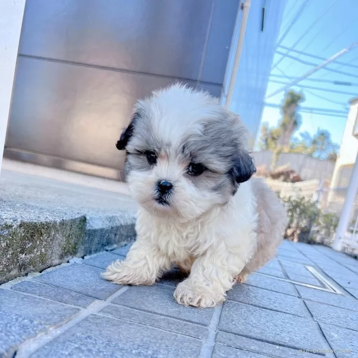 ID:2312-00672の子犬