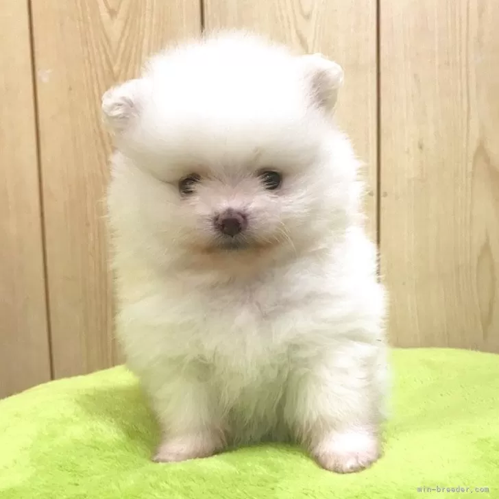 ポメラニアン【秋田県・女の子・2025年10月3日・ホワイト】の写真1「現在体重570g　お顔がどんどん可愛くなってきています」