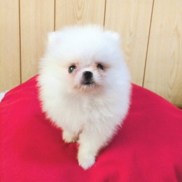 ポメラニアン【秋田県・男の子・2025年7月10日・ホワイト】の写真「ふわモコの可愛い男子」