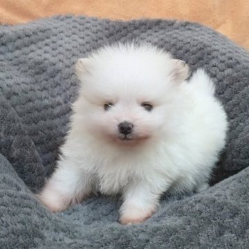 ポメラニアン【秋田県・男の子・2025年10月3日・ホワイト】の写真「元気でおっとりな男の子です」