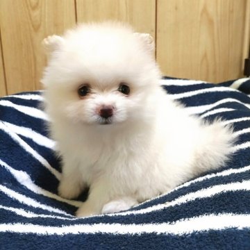 ポメラニアン【秋田県・男の子・2025年6月21日・クリーム】の写真「【チャオリア系】毛量に自信ありの男の子🤍」