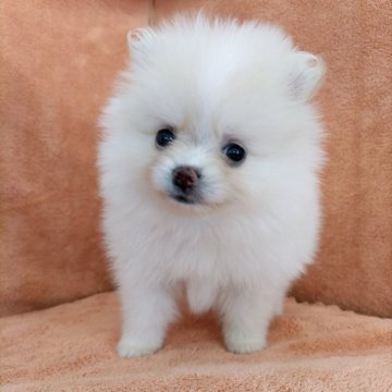 ポメラニアン【秋田県・女の子・2025年6月21日・クリーム&ホワイト】の写真「ホワイトとクリームのうっすらパーティーカラー♡」