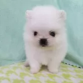 ポメラニアン