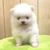 ポメラニアン【秋田県・女の子・2025年10月3日・ホワイト】の写真1「現在体重570g　お顔がどんどん可愛くなってきています」