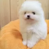 ポメラニアン