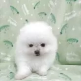 ポメラニアン
