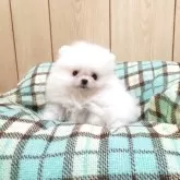 ポメラニアン