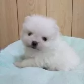 ポメラニアン