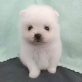 ポメラニアン
