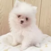 ポメラニアン