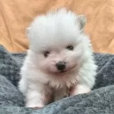 ポメラニアン【秋田県・男の子・2025年10月3日・ホワイト】の写真5