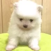 ポメラニアン【秋田県・女の子・2025年10月3日・ホワイト】の写真2