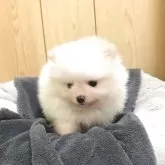 ポメラニアン【秋田県・男の子・2025年10月3日・ホワイト】の写真2