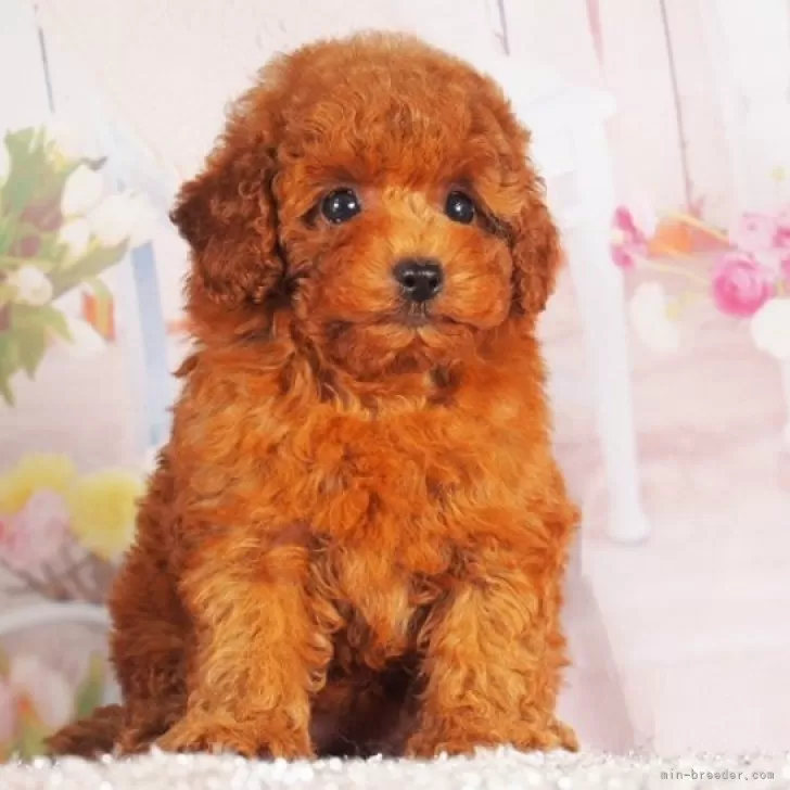 ティーカッププードル【東京都・女の子・2025年5月18日・レッド】の写真1