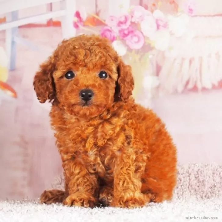 ID:2505-03627の子犬