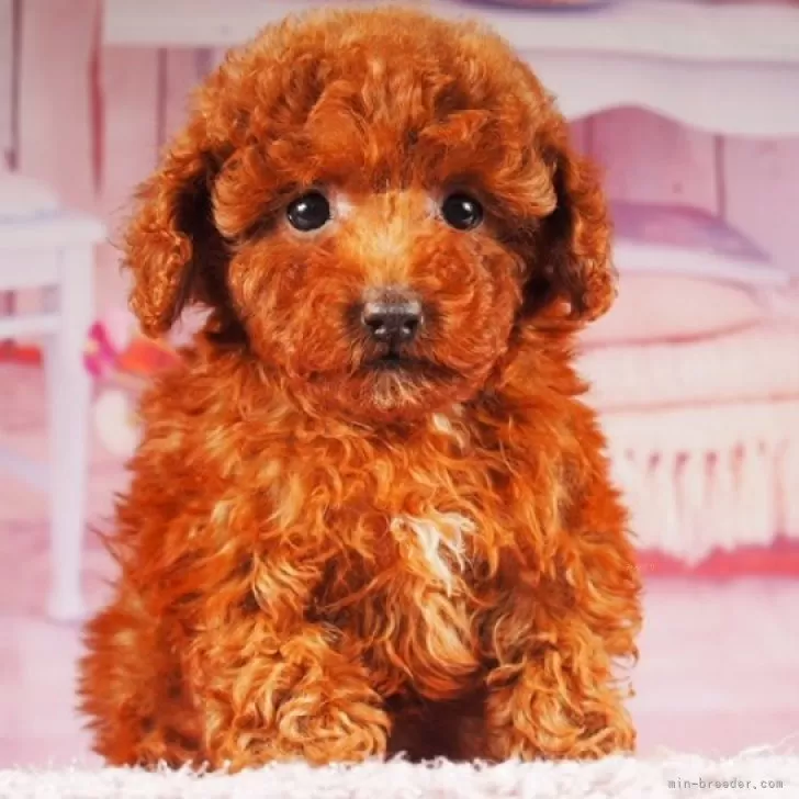 ティーカッププードル【東京都・女の子・2024年9月15日・レッド】の写真1