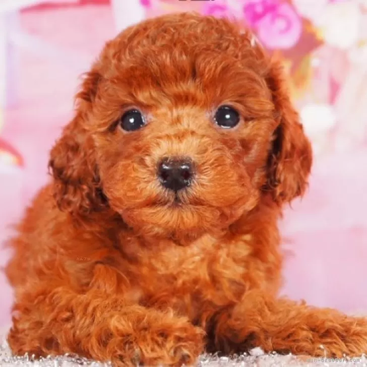 タイニープードル【東京都・女の子・2025年9月2日・レッド】の写真1